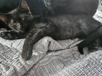 Rescue Domestic Medium Hair Cats for Adoption in West Mifflin, Pennsylvania - Skyy | PetCurious