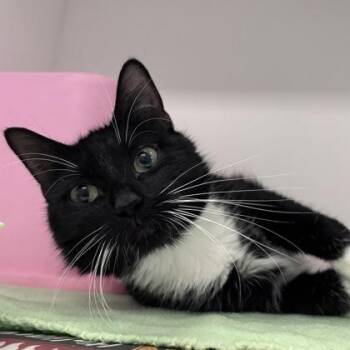 Domestic Short Hair Cats Available for Adoption in Janesville, Wisconsin - Ruby | PetCurious