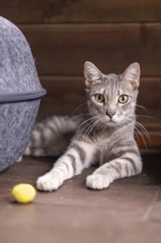 Kyle & Tobi (Bonded Pair) -  Domestic Short Hair Cat for Adoption in Lone Rock, Wisconsin - Kyle & Tobi (Bonded Pair) | PetCurious