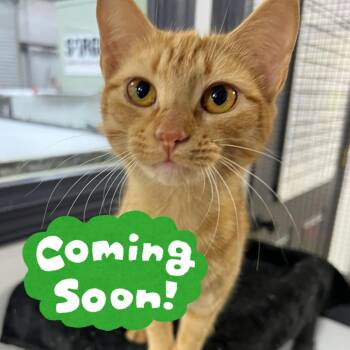 Fishstick -  Domestic Short Hair Cat for Adoption in Waynesville, North Carolina - Fishstick | PetCurious