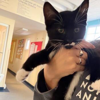 Carson -  Domestic Short Hair Cat for Adoption in Morristown, Vermont - Carson | PetCurious