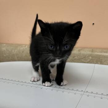 Hazel 1365 -  Domestic Short Hair Cat for Adoption in Hamilton, Georgia - Hazel 1365 | PetCurious