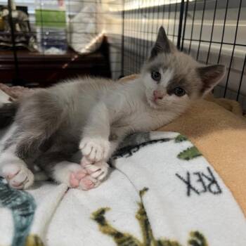 Simon -  Domestic Short Hair Cat for Adoption in Escondido, California - Simon | PetCurious