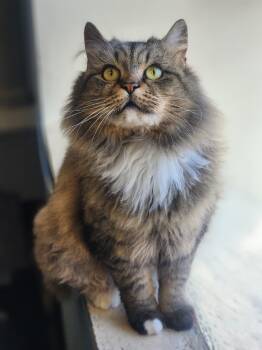 Muffin -  Domestic Long Hair Cat for Adoption - Muffin | PetCurious