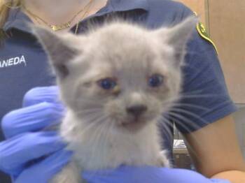 SAFFRON -  Siamese Cat for Adoption in Sacramento, California - SAFFRON | PetCurious