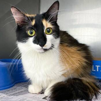 Lady Mow Mow -  Domestic Medium Hair Cat for Adoption in Monroe, Georgia - Lady Mow Mow | PetCurious