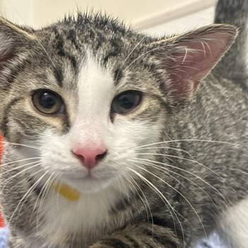 Sadbean (yellow collar) -  Domestic Short Hair Cat Available for Adoption in Philadelphia, Pennsylvania - Sadbean (yellow Collar) | PetCurious