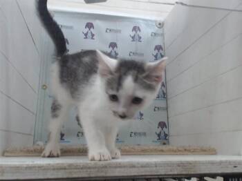 Domestic Short Hair Cats Available for Adoption in Orlando, Florida - A594523 | PetCurious