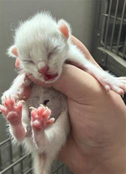 BOY 4 -  Domestic Short Hair Cat for Adoption in Houston, Texas - BOY 4 | PetCurious