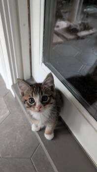 Sampson -  Domestic Long Hair Cat for Adoption in Hudson, New Hampshire - Sampson | PetCurious