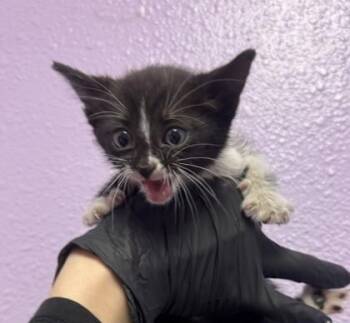 Domestic Short Hair Cats Available for Adoption in El Paso, Texas - 60793051 | PetCurious