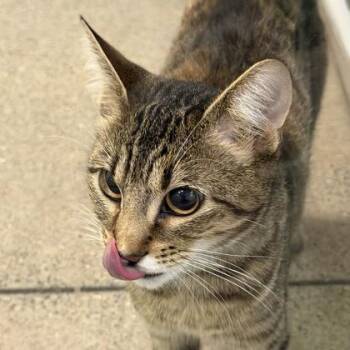 Domestic Short Hair Cats Available for Adoption - Melinda | PetCurious