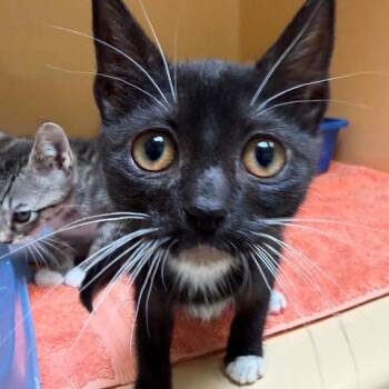Big Bird -  Domestic Short Hair Cat for Adoption in East Hanover, New Jersey - Big Bird | PetCurious