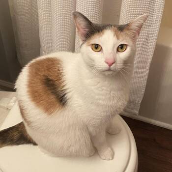 Callie -  American Shorthair Cat for Adoption in Greensboro, North Carolina - Callie | PetCurious