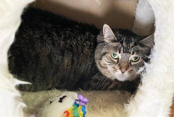 POOKIE -  Domestic Short Hair Cat for Adoption in Fort Lauderdale, Florida - POOKIE | PetCurious