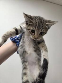 Jiffy -  Domestic Short Hair Cat for Adoption in Sacramento, California - Jiffy | PetCurious