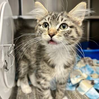 Galadriel -  Domestic Short Hair Cat for Adoption in Kanab, Utah - Galadriel | PetCurious