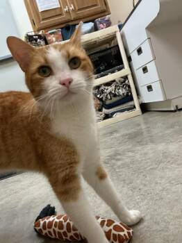 Domestic Short Hair Cats Available for Adoption in Harrisonville, Missouri - Conrad | PetCurious