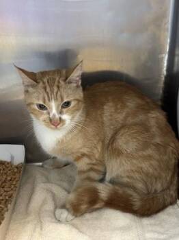 Twenty-two -  Domestic Short Hair Cat for Adoption in El Paso, Texas - Twenty-two | PetCurious