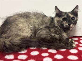 SARABI -  Domestic Medium Hair Cat for Adoption in Sacramento, California - SARABI | PetCurious