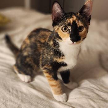 Marmalade & Tigger BONDED -  Domestic Short Hair Cat for Adoption in Boca Raton, Florida - Marmalade & Tigger BONDED | PetCurious