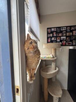 Rescue Domestic Medium Hair Cats for Adoption in Scottsdale, Arizona - Mango | PetCurious