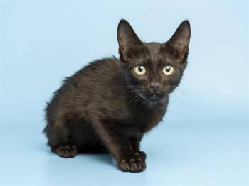 BONGO -  Domestic Medium Hair Cat for Adoption in Phoenix, Arizona - BONGO | PetCurious