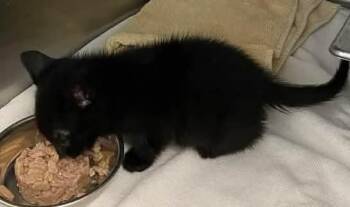 Bub -  Not at shelter (Debra) -  Domestic Short Hair Cat for Adoption in Rustburg, Virginia - Bub -  Not At Shelter (Debra) | PetCurious