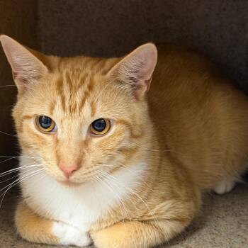 Chance -  Domestic Short Hair Cat for Adoption in Philadelphia, Pennsylvania - Chance | PetCurious