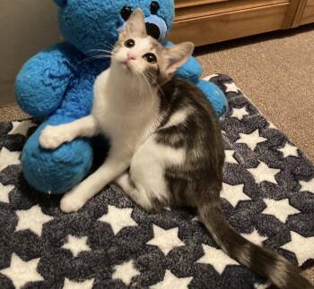 Silver -  Tabby Cat for Adoption in Cuyahoga Falls, Ohio - Silver | PetCurious