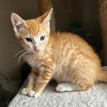 Gumdrop Llanos (Honey kitten) -  Domestic Short Hair Cat for Adoption in Merrifield, Virginia - Gumdrop Llanos (Honey Kitten) | PetCurious