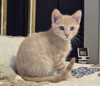 Star -  Tabby Cat for Adoption in Bentonville, Arkansas - Star | PetCurious