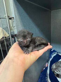 Domestic Short Hair Cats Available for Adoption in Winnipeg, Manitoba - Meow-chal Scott | PetCurious