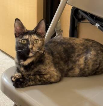 Tortoiseshell Cats Available for Adoption in Charlotte, North Carolina - Zoey | PetCurious