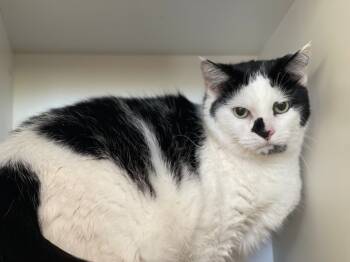 Rescue Domestic Short Hair Cats for Adoption in Hyde Park, New York - Leo | PetCurious