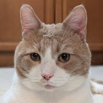 Keytoz -  Domestic Short Hair Cat for Adoption in Los Angeles, California - Keytoz | PetCurious