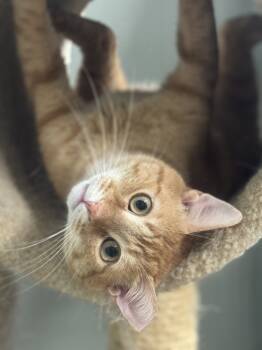 Rescue Domestic Short Hair Cats for Adoption in Mount Laurel Township, New Jersey - Benjamin Avery | PetCurious