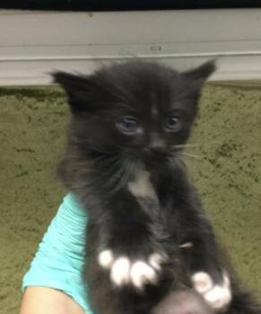 SANDRA -  Domestic Long Hair Cat for Adoption in Riverside, California - SANDRA | PetCurious
