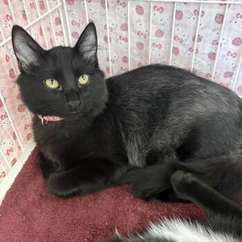 Anne Bonny -  Domestic Medium Hair Cat for Adoption in Albuquerque, New Mexico - Anne Bonny | PetCurious