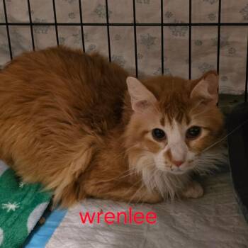 Wrenlee -  Domestic Long Hair Cat for Adoption in Grantsville, Utah - Wrenlee | PetCurious