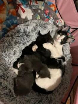 June and Kittens -  Extra Toes Cat Hemingway Polydactyl and Tuxedo Cat for Adoption in Lead, South Dakota - June And Kittens | PetCurious