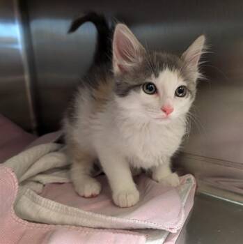 Dilute Calico Cats Available for Adoption - Kissy Missy A214933 | PetCurious