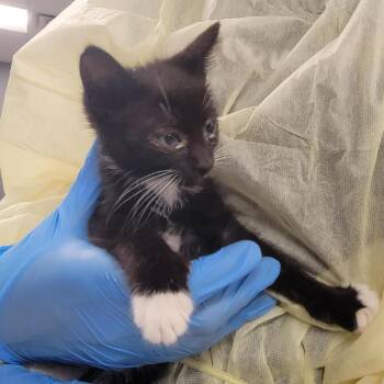 Dudley -  Domestic Short Hair Cat for Adoption in Salt Lake City, Utah - Dudley | PetCurious
