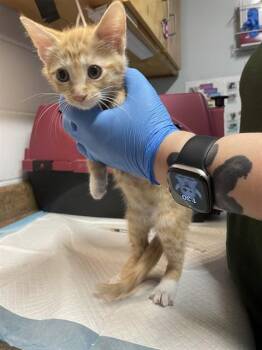 DOE -  Domestic Short Hair Cat for Adoption in Tallahassee, Florida - DOE | PetCurious