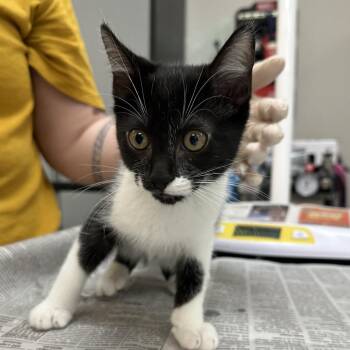 Springfield -  Domestic Short Hair Cat for Adoption in Bentonville, Arkansas - Springfield | PetCurious