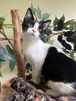 Dorey -  Domestic Short Hair Cat for Adoption in Hastings, Nebraska - Dorey | PetCurious