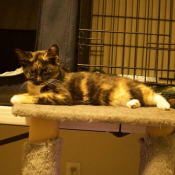 Hazel -  Domestic Short Hair Cat for Adoption in Santa Rosa, California - Hazel | PetCurious