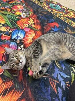 Rescue Domestic Short Hair Cats for Adoption in Greece, New York - Sundrop | PetCurious