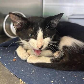 Joey -  Domestic Short Hair Cat for Adoption in Lakeland, Florida - Joey | PetCurious
