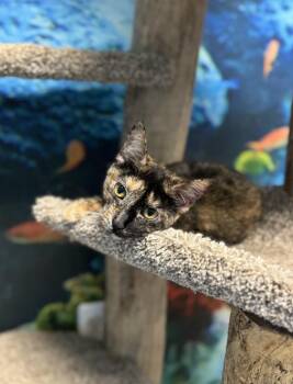 Rescue Domestic Short Hair Cats for Adoption in Chicago, Illinois - Lilah | PetCurious
